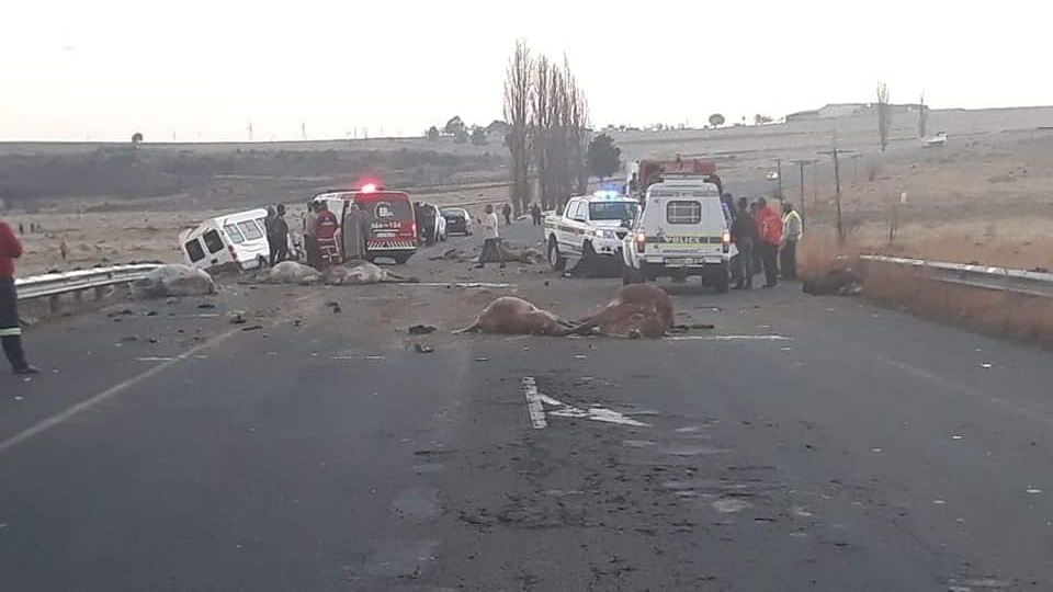 Driver hits 14 Cows
