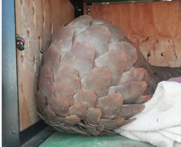 2 foreign nationals found in possession of a pangolin endangered species