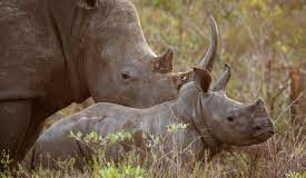 24 rhinos