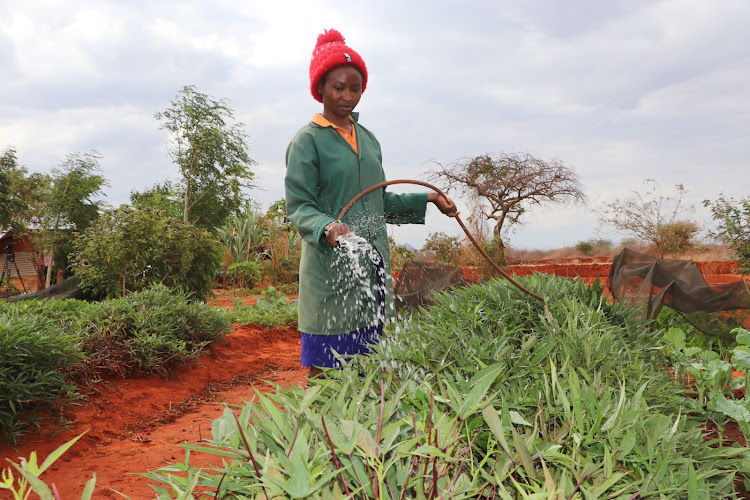 Agriculturist Dolly Karegi irrigates sweet potatoes in a kitchen garden at Jones Mlegwa's home