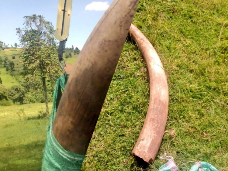 3 arrested in Narok with elephant tusks worth Sh2.7 million