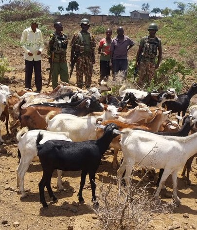 Cops recover 229 livestock stolen in Loruk, Baringo
