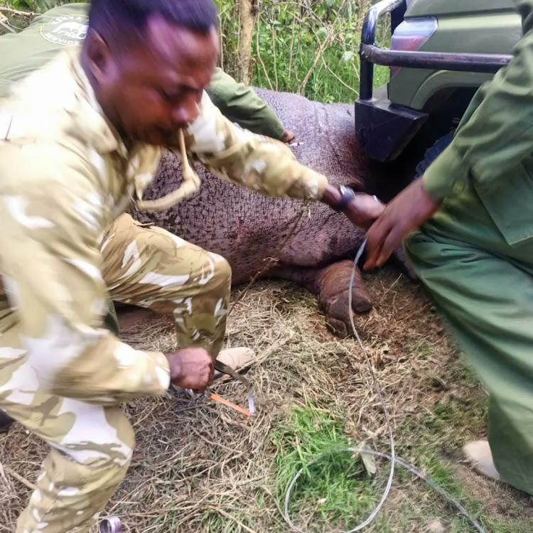 KWS rescues snared hippopotamus in Olosuswa Conservancy