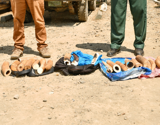 Police officer among 2 arrested with Sh2.9 million ivory